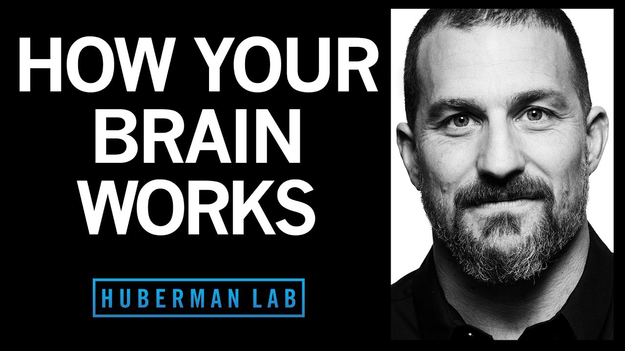 How your brain works